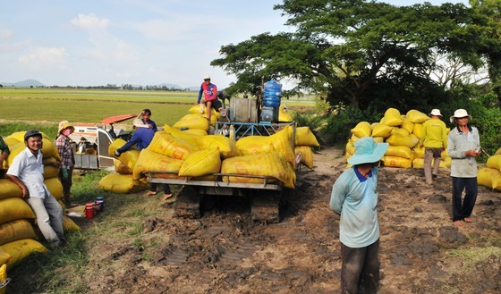 Farmers in the Mekong Delta provinces enjoy a bumper crop of rice. (Photo: SGGP)
