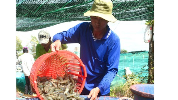Low shrimp prices cause difficulties for farmers, enterprises