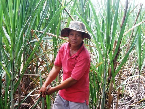 The area of sugarcane in the Mekong Delta is reduced sharply. (Photo: SGGP)
