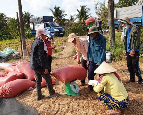 The prices of paddy in the Mekong Delta tend to slightly decline. (Photo: SGGP)