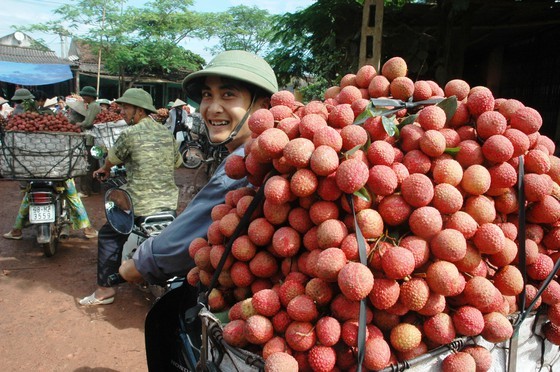 Joy will soon return to Vietnamese lychee growers. (Photo: SGGP)
