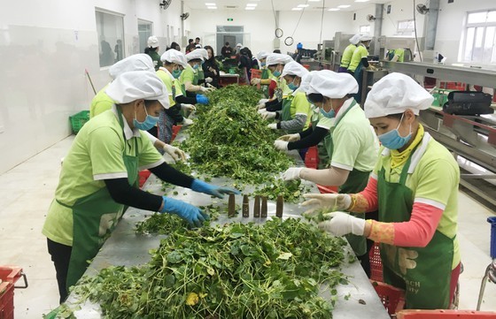 Processing agricultural products for export at International Fresh Vegetables and Fruits Production and Supply Joint Stock Company. (Photo: SGGP)