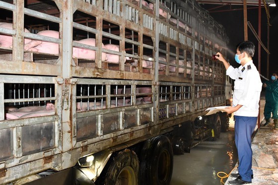 Imported live pigs are checked and isolated at Cau Treo Border Gate in Ha Tinh Province. (Photo: MARD)
