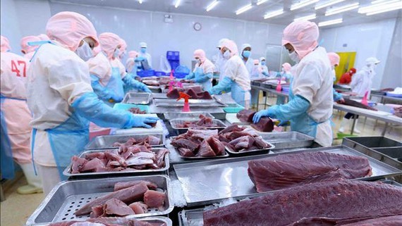 Processing tuna products for export at Ba Hai Joint Stock Company in Phu Yen Province. (Photo: VNA)