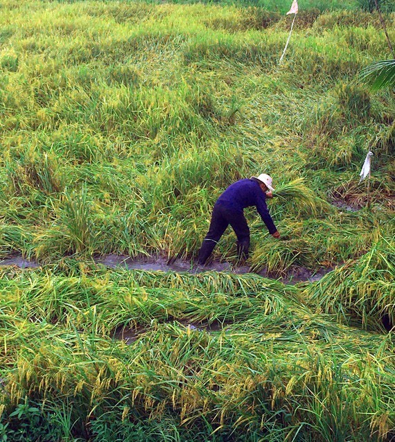 A farmer in Hau Giang Province makes drainage ditches for rainwater to recede, hoping that his fallen paddy will not sprout. (Photo: SGGP)