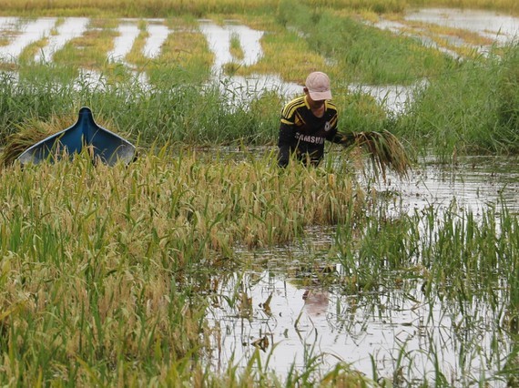 Flooded rice has to be cut by hand so the harvesting progress is very slow. (Photo: SGGP)