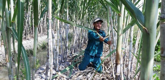 Farmers grow sugarcane in Hau Giang Province. (Photo: SGGP)