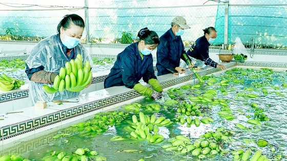 The production of high-tech bananas for export in An Giang Province. (Photo: SGGP)