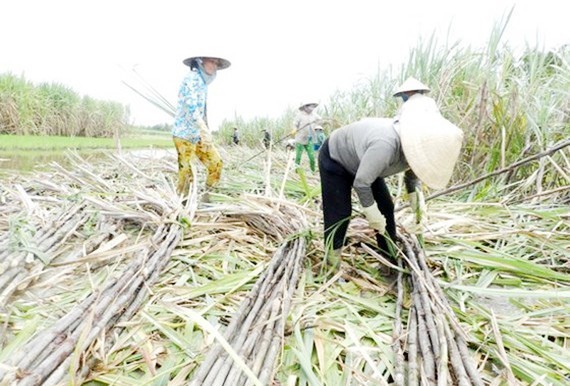 When sugarcanes lose commercial cane sugar