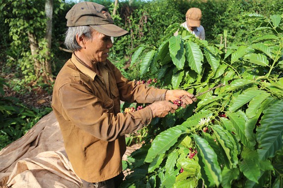 Coffee yields of many coffee plantations in Buon Ma Thuot City decrease by about 30 percent. (Photo: SGGP)