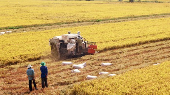 Agricultural sector improves value of Vietnamese rice