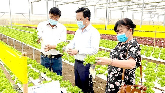 Leaders of the Department of Industry and Trade of Ho Chi Minh City visit a hydroponic lettuce farm in Lam Dong Province. (Photo: SGGP)