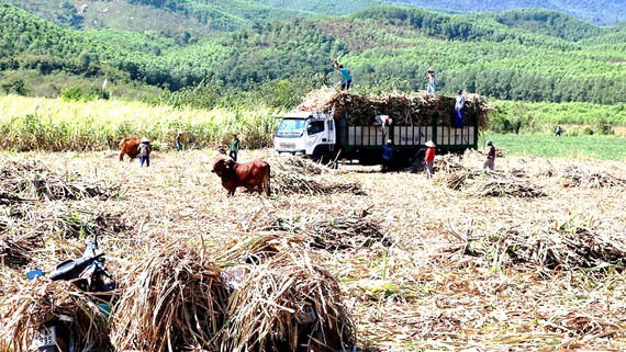 Farmers face difficulties when sugarcane prices drop drastically. (Photo: SGGP)