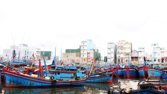 Tam Quan Fishing Port. (Photo: SGGP)