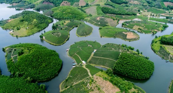 Green tea island in Thanh Chuong District, central Nghe An province 