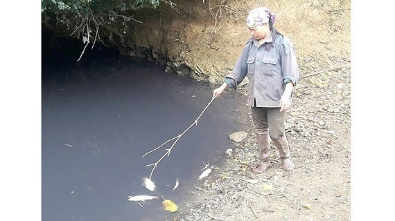 The factory releases foul-smelling black water into canals, causing mass deaths of fish. (Photo: Sggp)