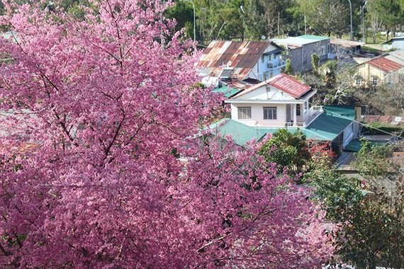 Da Lat’s cherry blossom festival to start on January 20