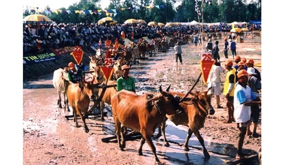 Cow Racing Festival in An Giang