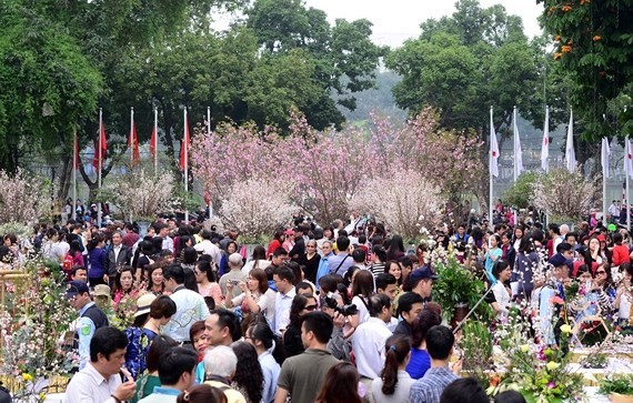 Japanese cherry blossom to bloom in Hanoi