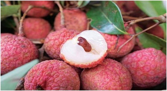 Fresh litchi, which is in season now in northern Vietnam, is being served on Vietnam Airlines’ international and domestic flights departing from Hanoi. (Photo: cafef.vn)