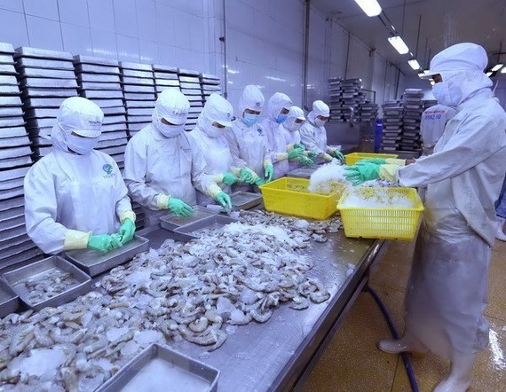 Processing shrimp for export (Source: VNA)