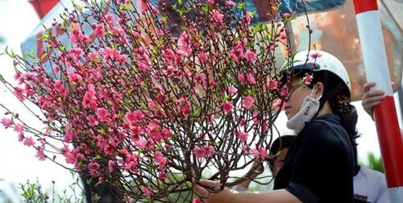 Local airlines carry apricot, peach blossoms for Tet holidays from January 15
