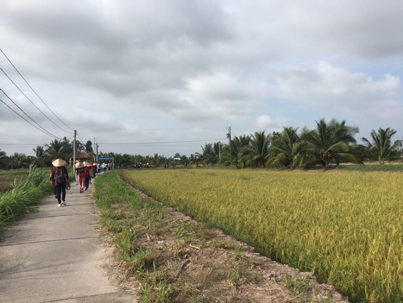 Vast rice paddies on Con Chim islet  (Photo: KK)
