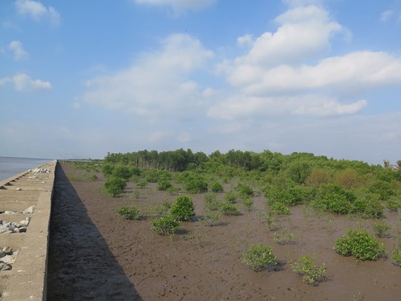 A mangrove forest in the southernmost province of Ca Mau (Photo: AFD)