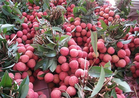 Bac Giang's Luc Ngan district plans to launch an e-commerce floor for Vietnamese lychee. (Photo: dantri.vn)