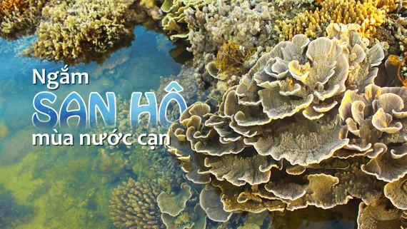 Quang Ngai provides tourists amazing view of spectacular nearshore coral reef