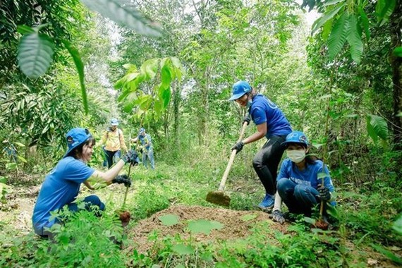New plants are grown in a forest in the southern province of Dong Nai (Photo: VNA)
