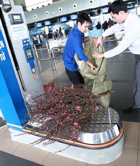 Passengers should wrap flowers into bundles with the size not exceeding 150x40x40 cm or 150cm x 40cm x 50cm. (Photo: SGGP)