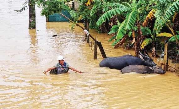 Miền Trung: Hơn 10.000 nhà dân bị lũ cô lập Người dân xã Duy Ninh, huyện Quảng Ninh, Quảng Bình đưa trâu đi chạy lũ ngày 18-10. Ảnh: MINH PHONG