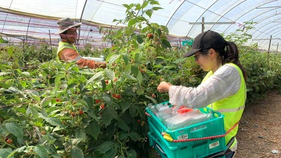 Australia “khát” lao động nhập cư Lao động trong lĩnh vực nông nghiệp được Australia ưu tiên