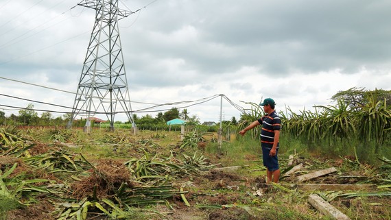 Nhiều nông dân phá bỏ vườn thanh long Người dân xã Vĩnh Công, huyện Châu Thành, tỉnh Long An nhổ bỏ thanh long do bị thua lỗ. Ảnh: NGỌC PHÚC
