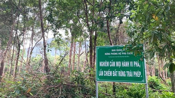 Phía sau bảng cấm, rừng phòng hộ ở đảo Phú Quốc vẫn bị các đối tượng xấu lén lút chặt phá
