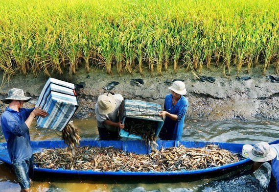 Tư duy mở, hành động nhanh, kết quả thật Mô hình sản xuất tôm ở ĐBSCL. Ảnh: PHAN THANH
