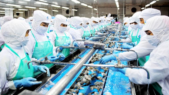 Xuất khẩu thủy sản khởi sắc Chế biến tôm xuất khẩu ở Cà Mau