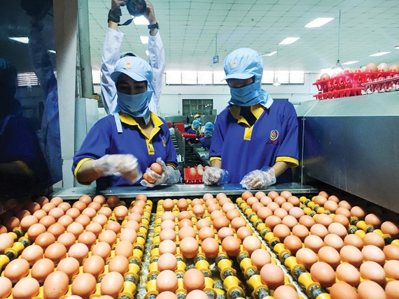 Gồng mình kìm giá hàng hóa Làm sạch, đóng gói trứng tại Công ty cổ phần thực phẩm Vĩnh Thành Đạt. Ảnh: THANH HẢI