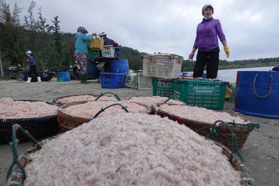 Nhộn nhịp đầu năm với mùa ruốc biển  Những thúng ruốc đầy ăm ắp