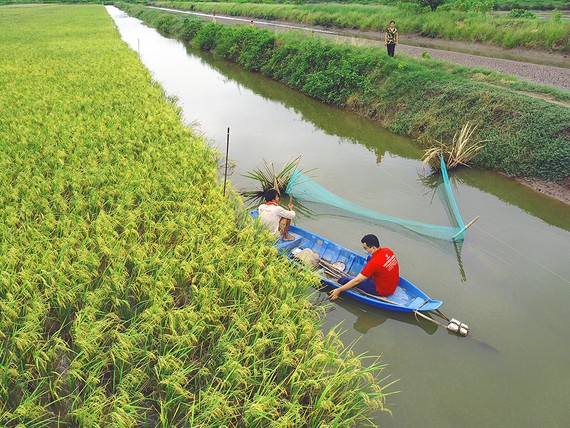 Sản xuất lúa hữu cơ: Lối đi hiệu quả, bền vững Sản xuất lúa hữu cơ kết hợp nuôi tôm ở Trà Vinh cho hiệu quả cao. Ảnh: TÍN DI