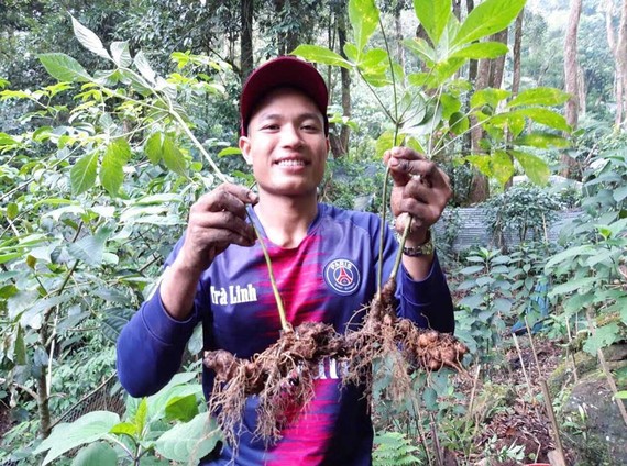 Lan tỏa mô hình thuận thiên Người dân huyện Nam Trà My (tỉnh Quảng Nam) với sâm Ngọc Linh. Ảnh: XUÂN QUỲNH