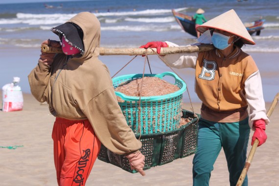 Ngư dân rẽ sóng “săn” hàng tấn ruốc biển mỗi ngày Ngư dân rẽ sóng “săn” hàng tấn ruốc biển mỗi ngày