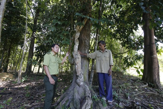 Chuyện ở khu dự trữ sinh quyển thế giới - Bài 1: Di sản của già làng cách mạng Bên trong khu rừng của già Năm Nổi