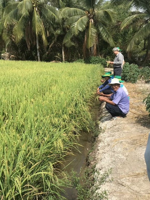 Canh tác lúa thông minh ở ĐBSCL: Giảm lượng giống thông minh nhưng vẫn tăng năng suất ảnh 1