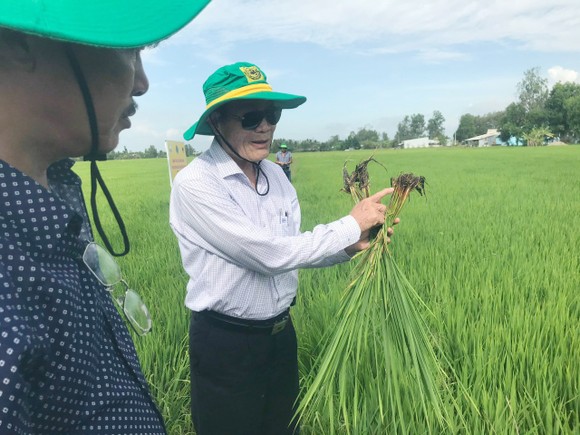 Canh tác lúa thông minh ở ĐBSCL: Nông dân Bạc Liêu, Kiên Giang và Bến Tre tự tin làm chủ vụ mùa ảnh 3