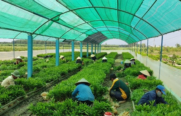 Cà Mau phát triển bền vững kinh tế rừng ảnh 1