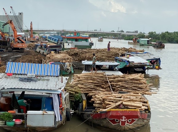 Cà Mau phát triển bền vững kinh tế rừng ảnh 2