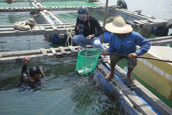 Cá nuôi lồng bè chết hàng loạt, người nuôi bán tháo giá rẻ ảnh 7