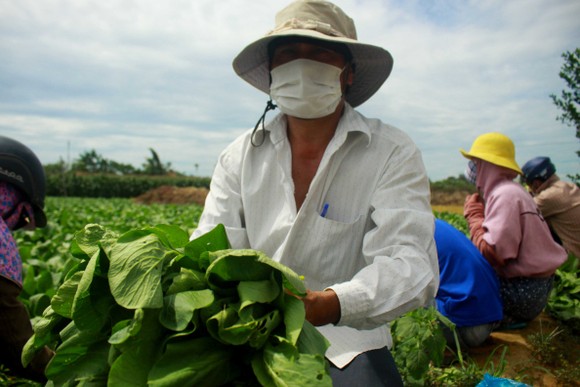 Nông dân hái rau hỗ trợ các khu cách ly ở Quảng Ngãi ảnh 9